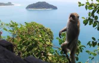Who Minta Warga Aceh Jauhi Monyet