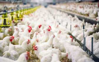 Harga Ayam Ras di Pekanbaru Turun Rp 3 Ribu Perkilo