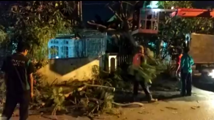 Sikapi Laporan, Dinas PUPR Evakuasi Pohon Tumbang Dari Rumah Warga