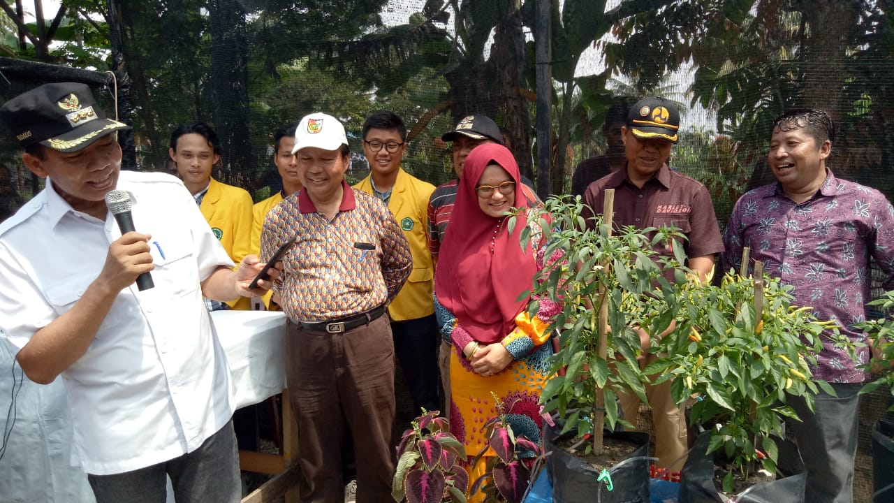 Walikota Pekanbaru Panen Pedet dan Launching Agrotek Farm System