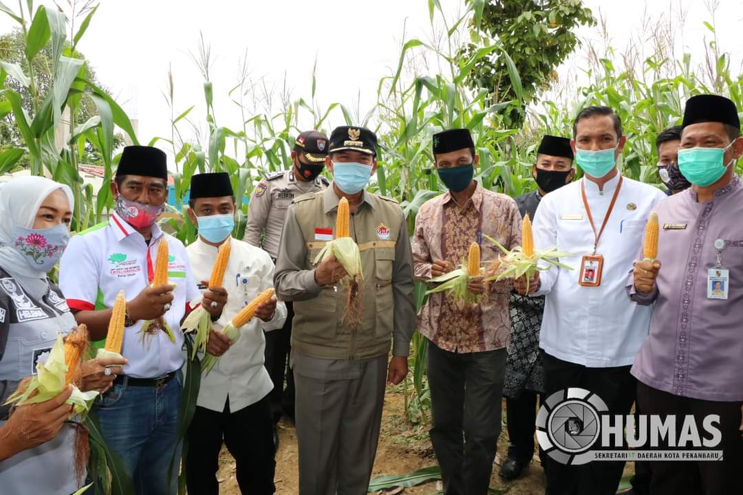 Walikota Panen Jagung di Kelurahan Agrowisata